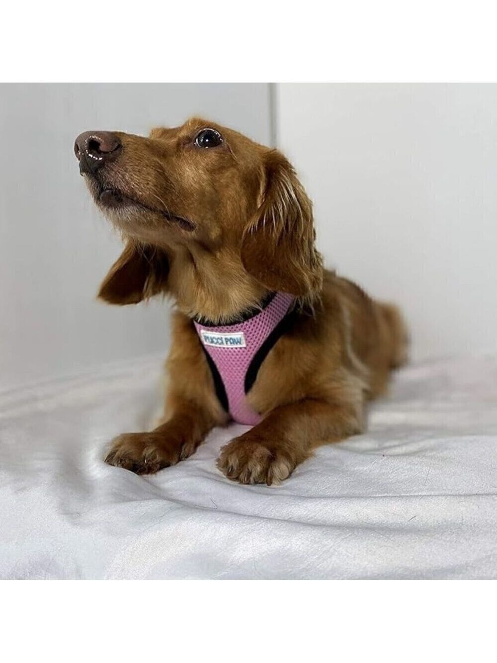 Pucci Paw XL Pink Padded Mesh Dog Harness: Comfortable And Secure